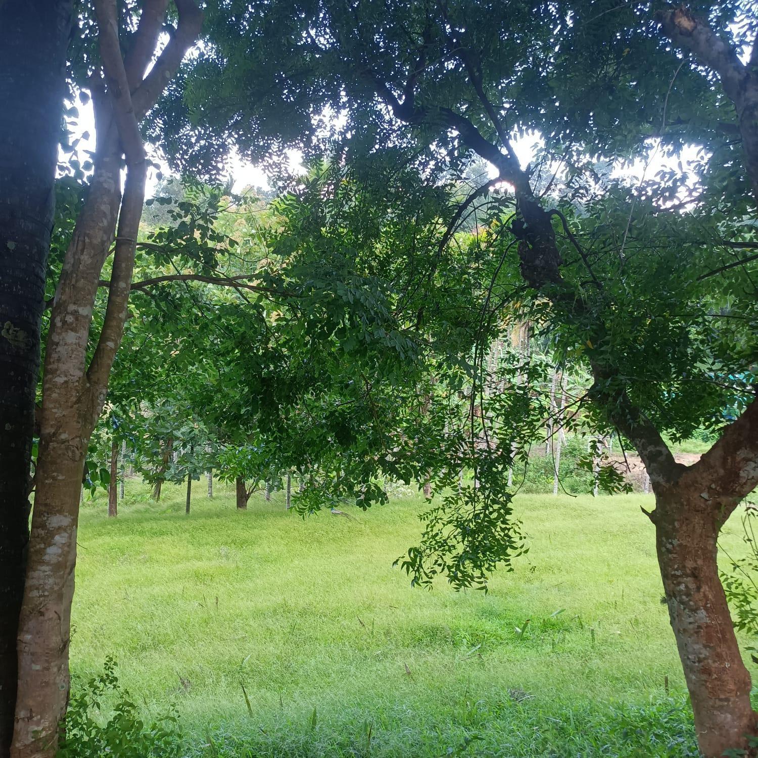 Padavayal Greens Attappādi Buitenkant foto